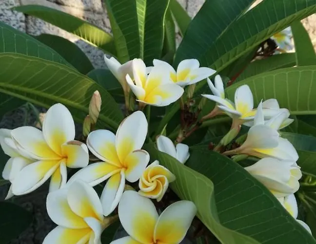 Fotini & Dimitrios Konukevi Frý